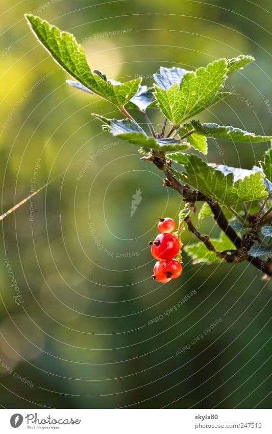 Sommerbeerchen Beeren Johannisbeeren rote Johannisbeeren Sträucher Frucht süß Ernährung Lebensmittel Natur frisch Bioprodukte sauer lecker saftig natürlich