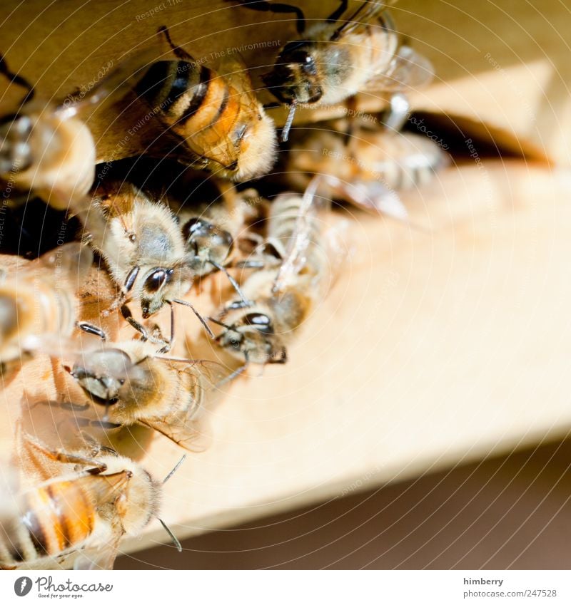 bienenstich Lebensmittel Dessert Süßwaren Marmelade Ernährung Frühstück Picknick Landwirtschaft Forstwirtschaft Güterverkehr & Logistik Umwelt Natur Tier Fliege