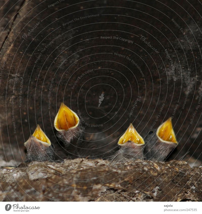 lautstarkes quartett Tier Wildtier Vogel Schwalben Schnabel 4 Tierjunges schreien Appetit & Hunger gefräßig betteln warten Erwartung Hoffnung Farbfoto