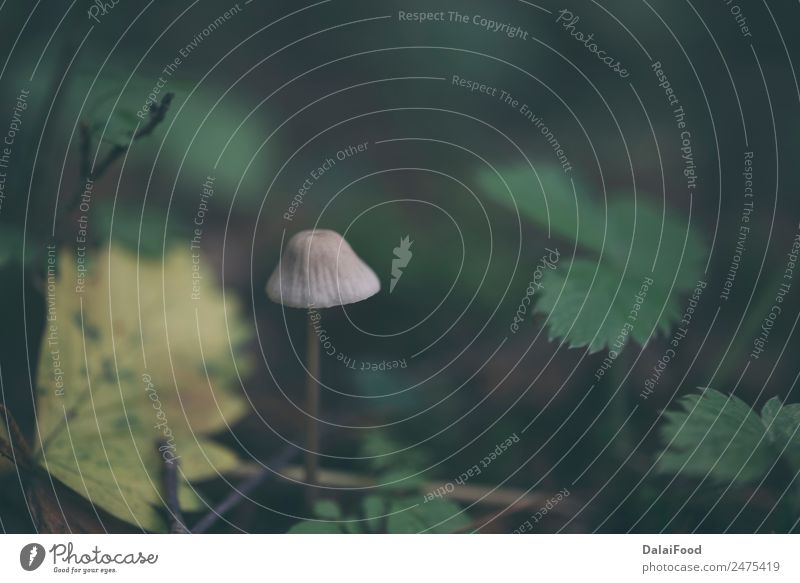 Waldpilze Natur Pflanze Erde Wind Regen überbevölkert Menschenleer natürlich wild grün Steinpilze Messing essbar Pilz Farbfoto Außenaufnahme