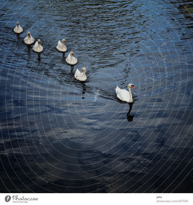 familienausflug Fluss Tier Wildtier Vogel Schwan Tiergruppe Tierfamilie ästhetisch elegant natürlich blau weiß Farbfoto Außenaufnahme Menschenleer