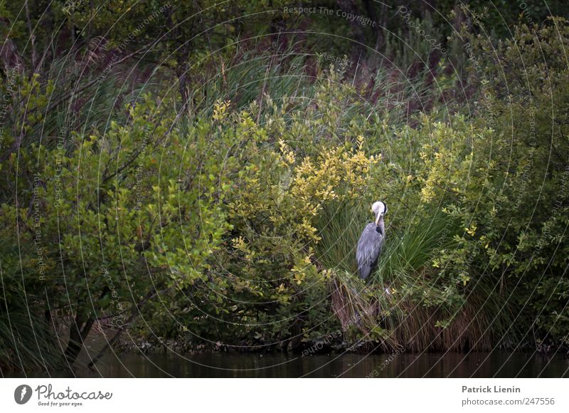 Nesthocker Umwelt Natur Tier Urelemente Küste Seeufer Wildtier Vogel 1 entdecken hocken Jagd Blick elegant Freundlichkeit einzigartig wild Schutz Frieden