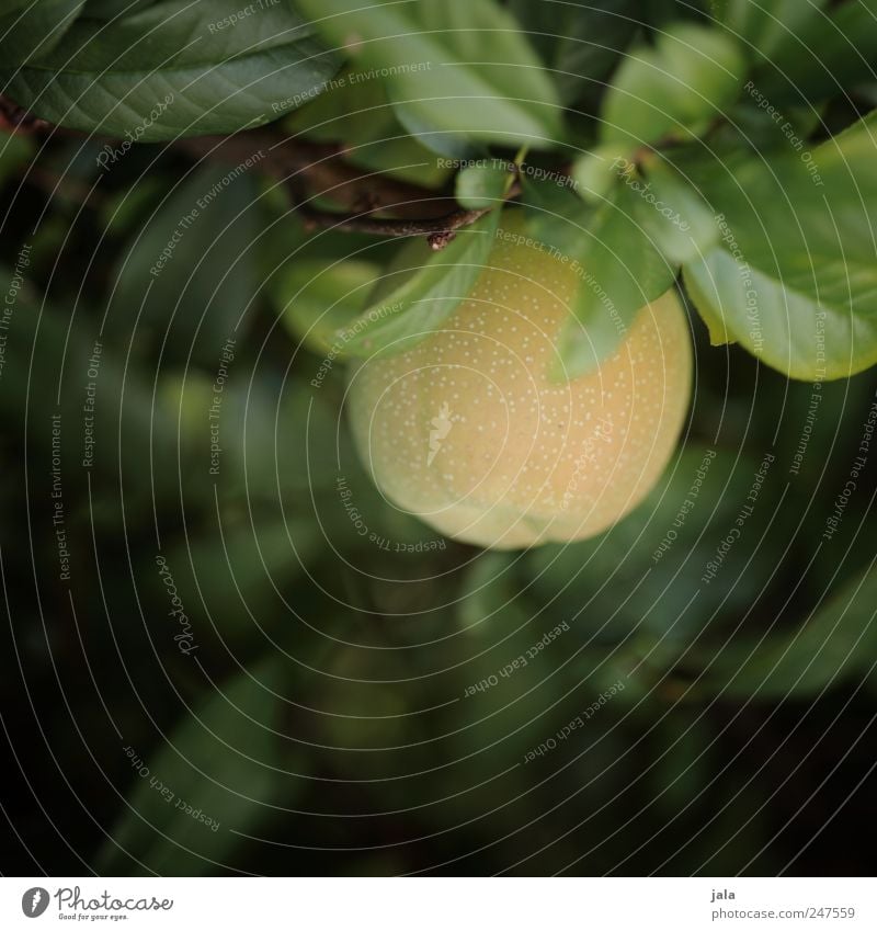 quitte Umwelt Natur Pflanze Sträucher Blatt Nutzpflanze Quitte natürlich gelb grün Farbfoto Außenaufnahme Menschenleer Tag