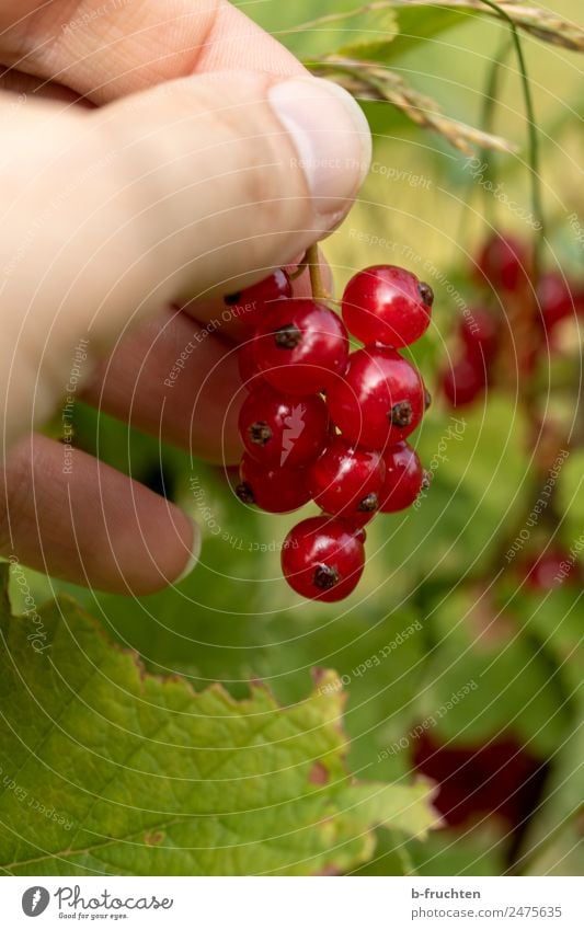 Johannisbeerstrauch Frucht Bioprodukte Mann Erwachsene Hand Finger Sommer Pflanze Sträucher Diät wählen Bewegung entdecken Essen festhalten frisch Gesundheit