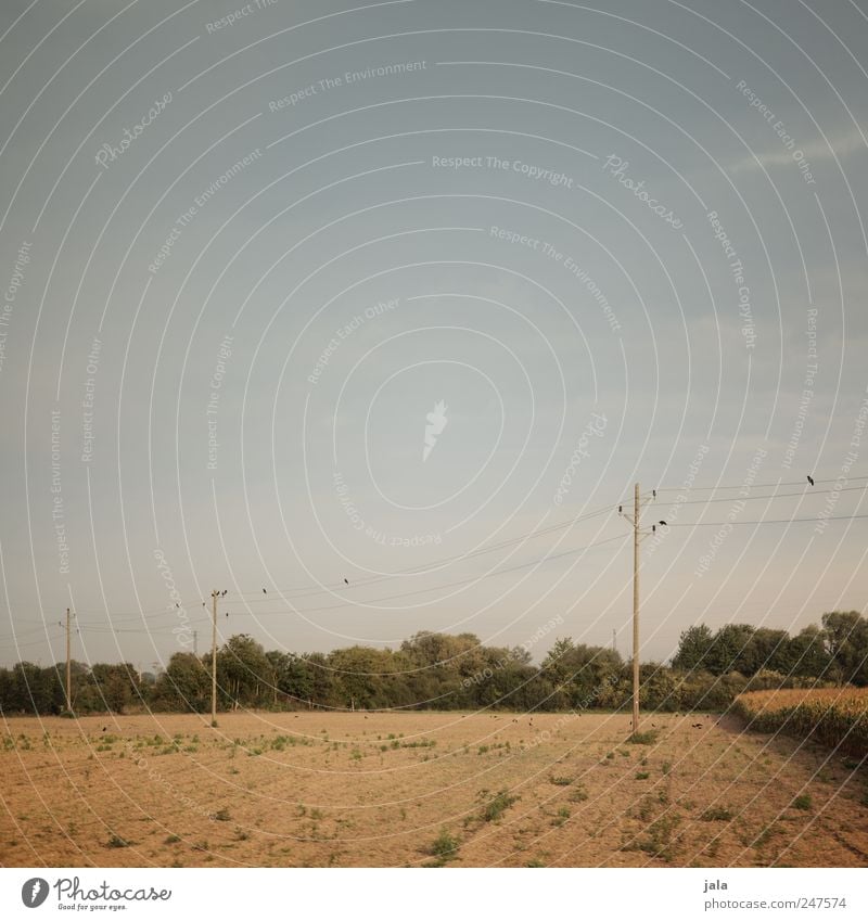 endsommer blues Umwelt Natur Landschaft Himmel Sommer Pflanze Baum Sträucher Grünpflanze Feld natürlich blau braun grün Strommast Vogel Farbfoto Außenaufnahme