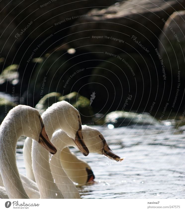 Schwäne Schwan 4 Tier Schwarm Tierfamilie Treue Fressen Zusammensein weiß Farbfoto Gedeckte Farben Außenaufnahme Tag Zentralperspektive