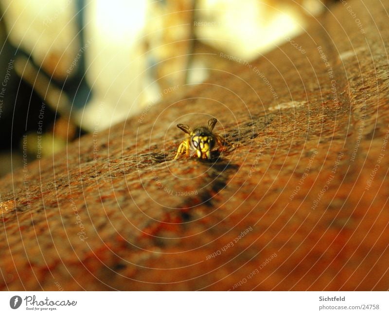 Flotte Wespe Tier Wespen Angriff Natur Freiheit Rost