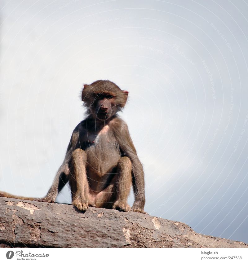 Äffchen II Tier Wildtier Zoo Affen Pavian 1 sitzen klein Neugier niedlich blau grau Interesse Himmel Felsen Farbfoto Gedeckte Farben Außenaufnahme Menschenleer