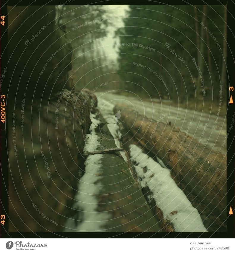 rutschgefahr Umwelt Natur Winter schlechtes Wetter Nebel Gewitter Schnee Baum Baumstamm Wald Straße Holz kalt nass Sorge Farbfoto Außenaufnahme Nahaufnahme