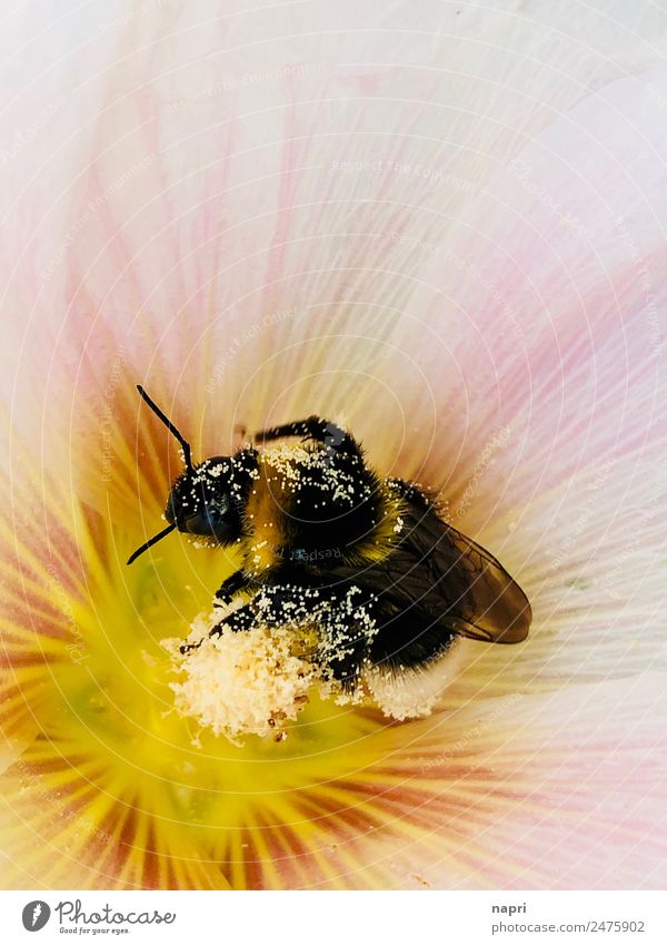 Hummel in Stockrosenblüte Natur Pflanze Tier Sommer Blume Wildtier 1 Arbeit & Erwerbstätigkeit Blühend machen natürlich wild rosa gewissenhaft fleißig