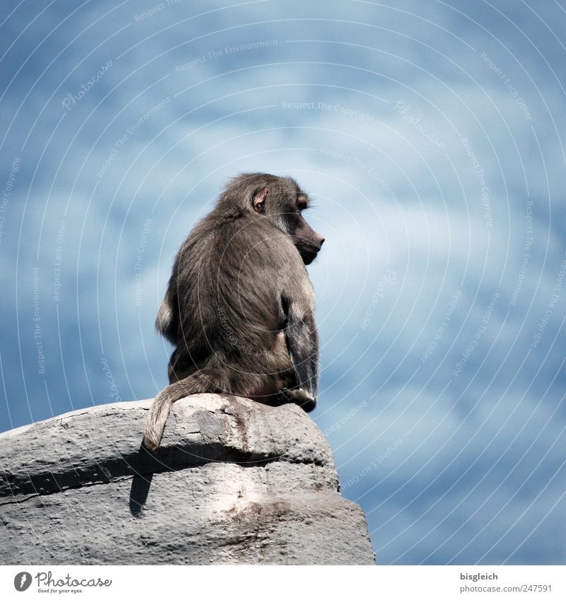 Alphatier Himmel Wolken Tier Wildtier Zoo Affen Pavian 1 sitzen warten blau grau Felsen Sträke dominant Farbfoto Gedeckte Farben Außenaufnahme Menschenleer