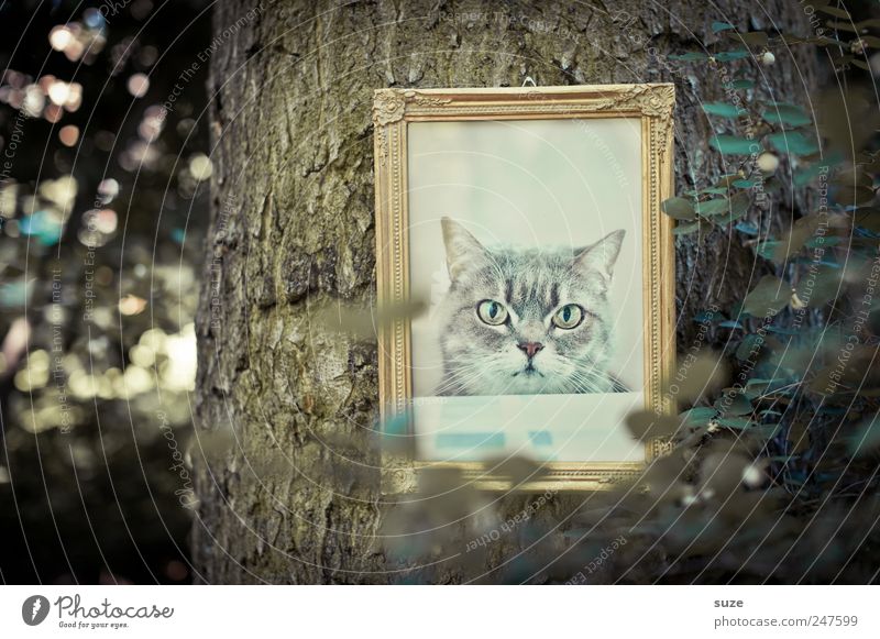 Katzenbaum Umwelt Natur Baum Sträucher Blatt Tiergesicht hängen alt außergewöhnlich Coolness lustig gold Bild Baumstamm Bilderrahmen edel Katzenbild Erinnerung