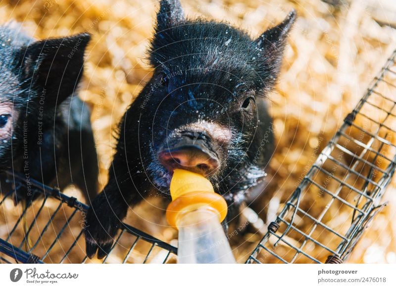 Flaschengefütterte Ferkel trinken Milch Nutztier Streichelzoo 1 Tier füttern gelb schwarz Tierjunges Schwein Hängebauchschwein Milchflasche Tupfer Nase Schnauze