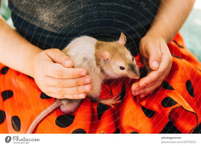 Schoßratte feminin Kind Körper Hand 1 Mensch 3-8 Jahre Kindheit Rock Tier Haustier Maus Streichelzoo sitzen rot schwarz Tierliebe Haustierratte Streicheln