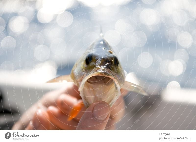 Hungriger_Barsch Tier Fisch Tiergesicht Schuppen Perch 1 Tierjunges Aggression fantastisch gigantisch groß nah nass stachelig stark grün Kraft Leidenschaft