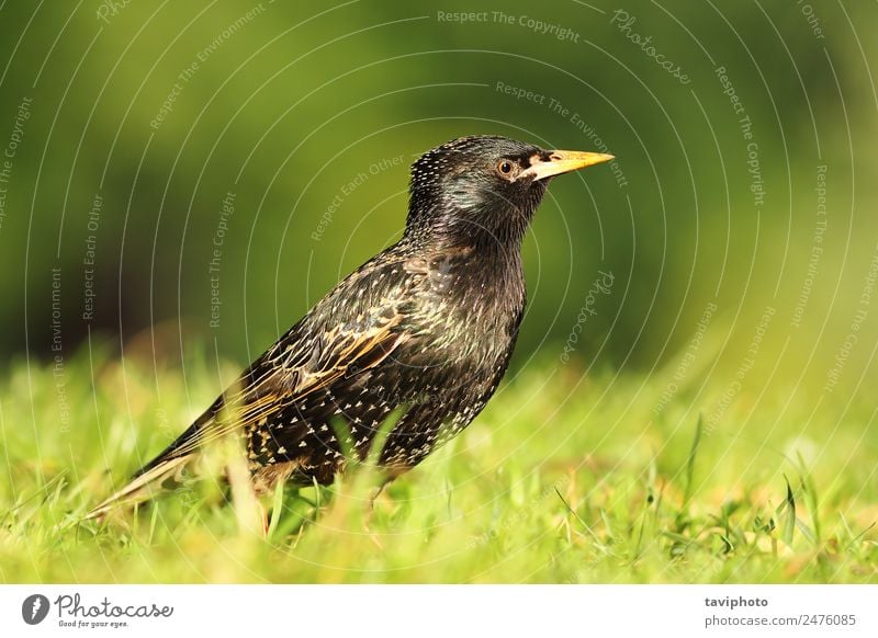 Nahaufnahme des gemeinsamen Starlinges schön Garten Natur Tier Park Vogel niedlich wild grün schwarz Farbe Sturnus vulgaris Gefieder Tierwelt Schnabel Flügel