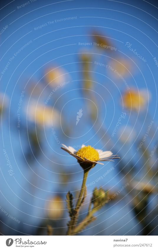 Sonnenanbeterin Natur Pflanze Sommer Blüte Wildpflanze Garten Duft blau gelb Glück Kamillenblüten Farbfoto mehrfarbig Außenaufnahme Nahaufnahme Menschenleer