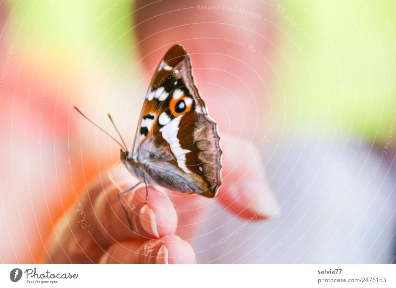 schau mal... Haut Finger 1 Mensch Natur Sommer Schmetterling Insekt Schillerfalter Tier frech nah Neugier positiv mehrfarbig Sympathie Tierliebe Durst