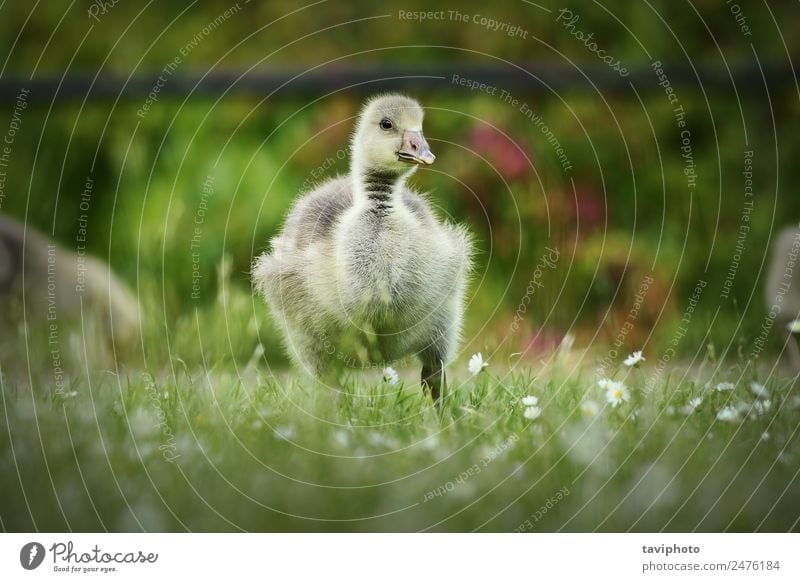 süßes Gänschen auf dem Rasen Essen Baby Natur Tier Gras Park Vogel füttern klein natürlich niedlich gelb grün weiß Einsamkeit Gössel fluffig jung Frühling eine