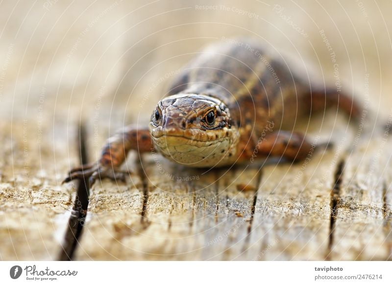 Vorderansicht der lebendgebärenden Eidechse Sonnenbad Umwelt Natur Tier klein natürlich wild braun grau Farbe Lizard Reptil Tierwelt Zootoca Vivipara allgemein