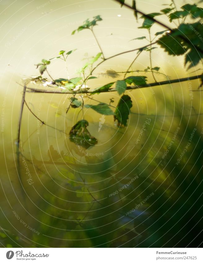 Tiefe Stille herrscht im Wasser. Leben harmonisch Sinnesorgane Erholung ruhig Meditation Angeln Ferien & Urlaub & Reisen Ausflug Sommer Garten wandern