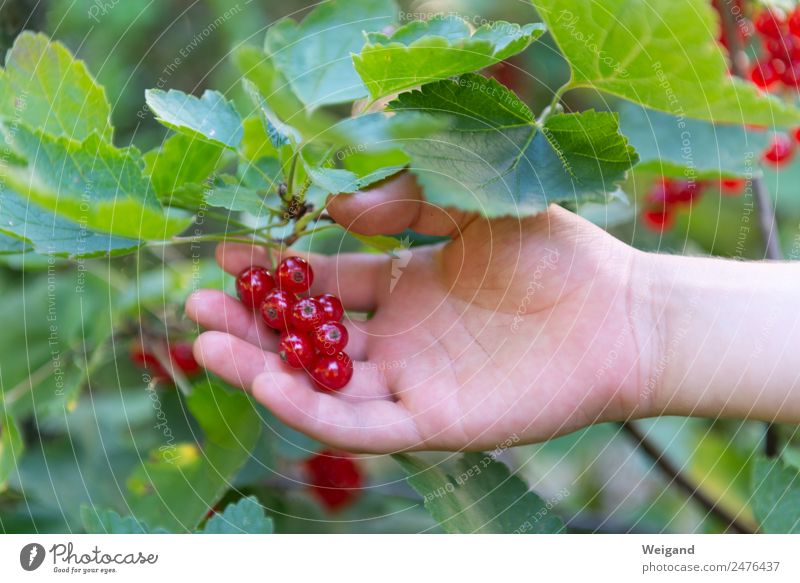 Johannisbeere Leben harmonisch Wohlgefühl Sinnesorgane Hand glänzend Glück grün rot Ernte Frucht Beeren Johannisbeeren Frühling Marmelade pflücken Farbfoto