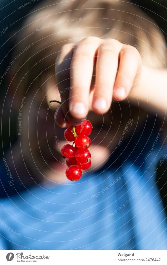 Beerentraum Lebensmittel Frucht Gesundheit Kindergarten Kleinkind Junge Kindheit Hand 1 Mensch Spielen blau rot Sommer Ernte Johannisbeeren pflücken reif lecker