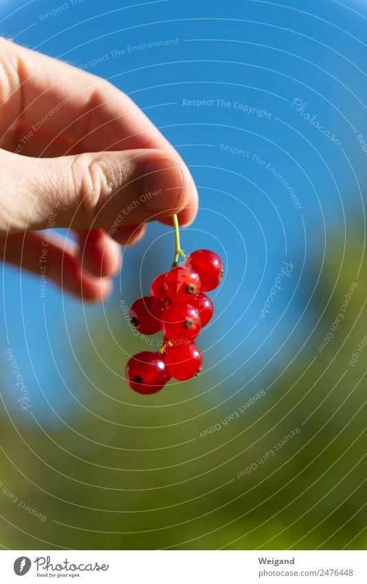 Beerentraum Lebensmittel Glück Wellness harmonisch Wohlgefühl Zufriedenheit Sinnesorgane Fröhlichkeit frisch Gesundheit rosa schön Sommer Ernte Marmelade lecker