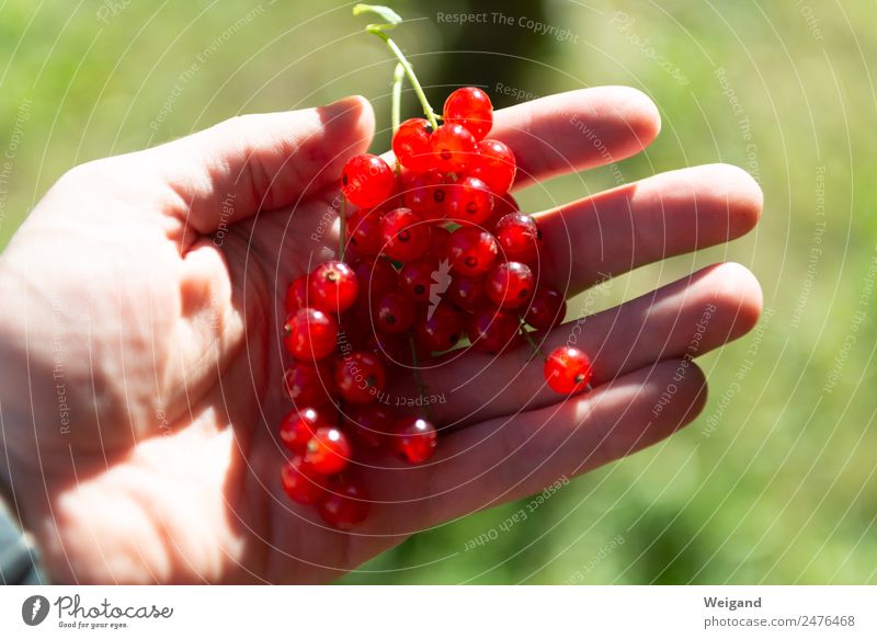 Johannistraum Lebensmittel Ernährung Frühstück frisch Gesundheit glänzend Hand Beeren lecker Ernte Johannisbeeren Frucht Marmelade Garten pflücken Juli Juni