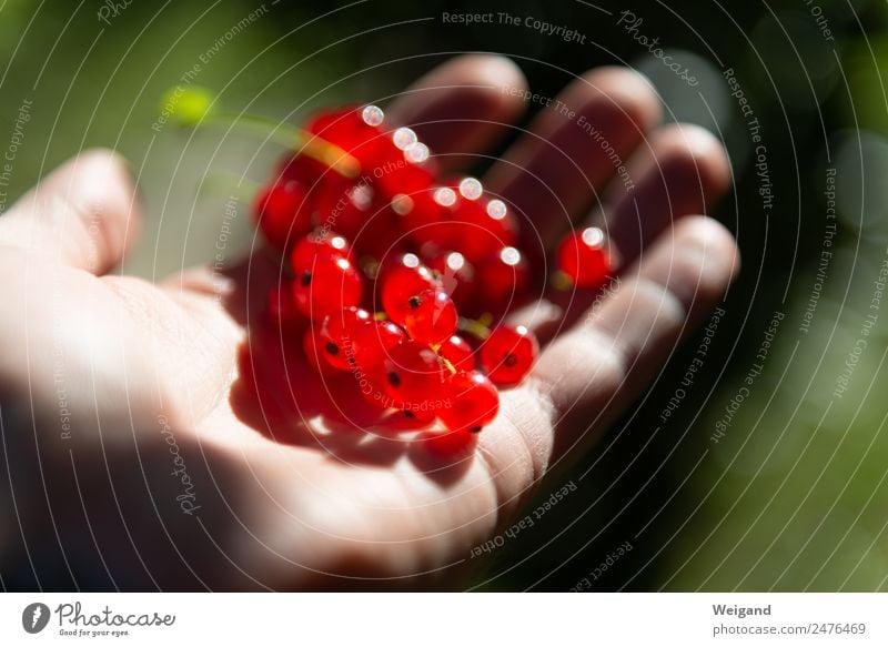 Johannisbeeren Lebensmittel Marmelade harmonisch Wohlgefühl Zufriedenheit Sinnesorgane Natur Pflanze genießen Fröhlichkeit frisch Gesundheit rot Ernte lecker