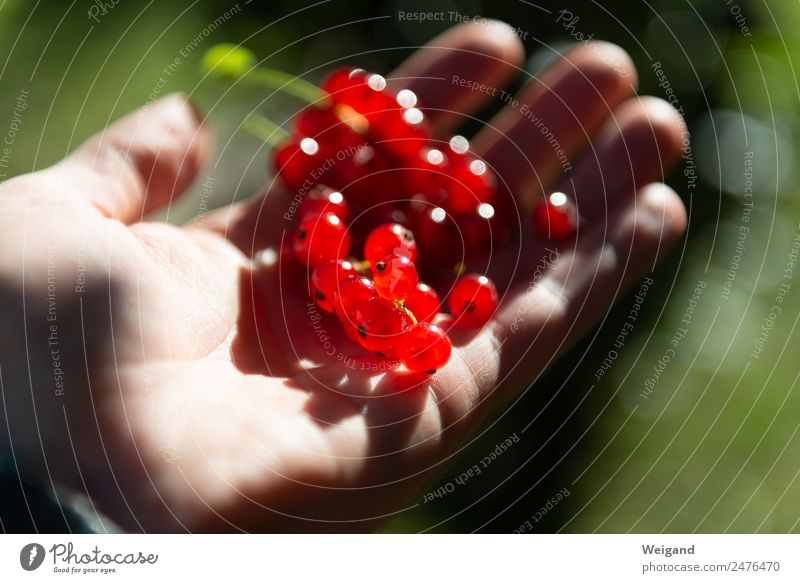 Rotgold Lebensmittel Marmelade Wohlgefühl Zufriedenheit Natur Tier entdecken glänzend Glück rot Frucht Gesundheit Gesunde Ernährung Johannisbeeren Beeren Sommer