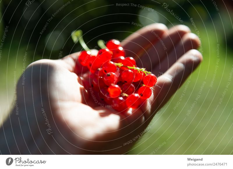 Ernteglück Ernährung Frühstück Mittagessen Bioprodukte Vegetarische Ernährung Diät Fröhlichkeit frisch Gesundheit rot dankbar Verantwortung achtsam Sommer