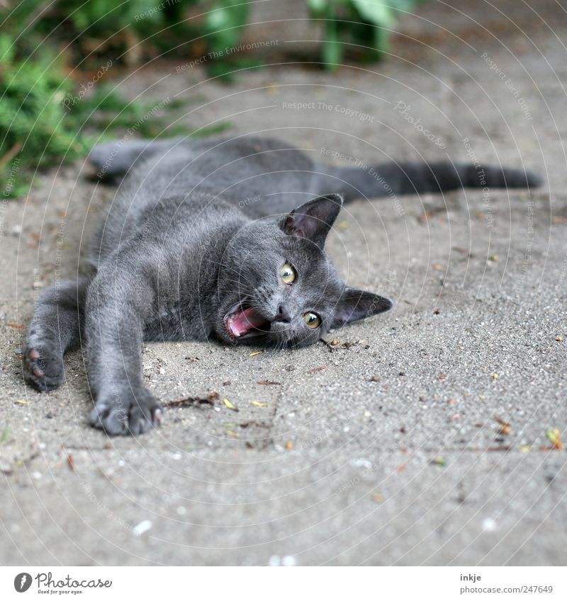 Leben kann soooooooooo schön sein !! Haustier Katze Tiergesicht Pfote 1 Tierjunges liegen machen Blick Spielen toben Fröhlichkeit Glück niedlich wild grau