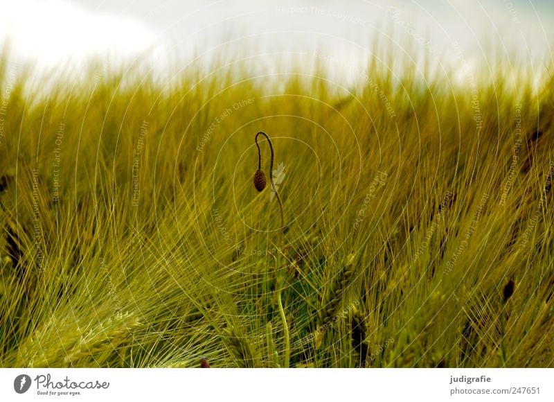 Sommer Landwirtschaft Forstwirtschaft Umwelt Natur Pflanze Wiese Feld Wachstum natürlich wild Stimmung Mohn Getreide Blütenknospen Ähren Farbfoto Außenaufnahme