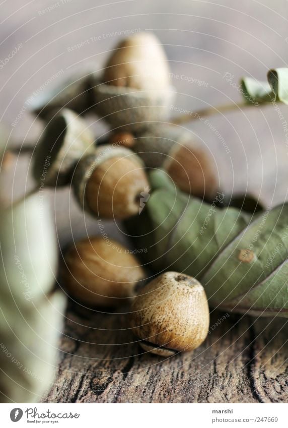 Eichenfrucht Natur Pflanze Herbst Baum braun grün Eicheln vertrocknet holzig Blatt getrocknet Frucht Fruchtstand eichenfrucht Buchengewächs Farbfoto