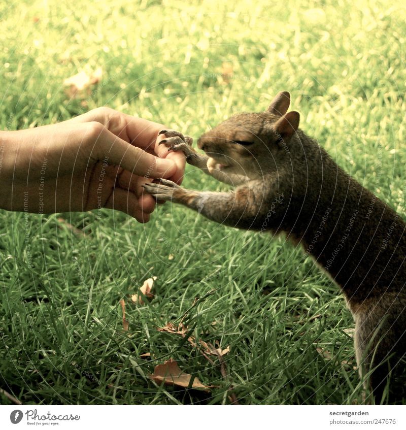 "fast" food Lebensmittel Mensch Haut Hand Finger 1 Natur Gras Park Wiese Tier Wildtier Fell Krallen Pfote Eichhörnchen berühren festhalten Fressen lecker braun