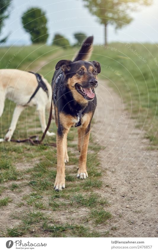 Fröhlicher schwarzer und brauner Hund stehend keuchend Glück schön Sommer Freundschaft Natur Tier Herbst Gras Park Haustier sitzen springen niedlich grün