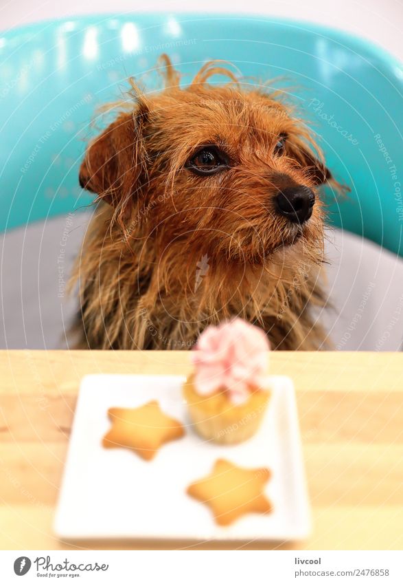 Hund & Muffin Frühstück Tisch Tier Haustier 1 Dose Diät Stern Café Sitz kleiner Hund Tierwelt natura blauer Sitz Pub Bar Köter Rennen züchten brauner Hund