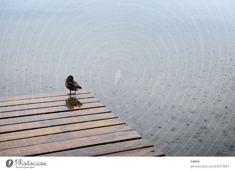 Sommer 2011 Natur Tier Urelemente Wasser Wassertropfen schlechtes Wetter Unwetter Regen Seeufer Steg Wildtier Vogel Ente Holz beobachten stehen Traurigkeit