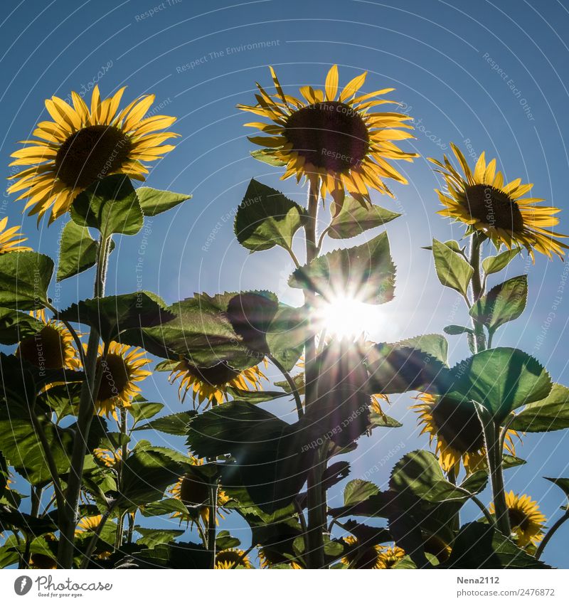 555 Stunden Sonnenschein Umwelt Natur Pflanze Sommer Schönes Wetter Blume Blatt Blüte Nutzpflanze Garten Park Feld fantastisch heiß schön Wärme Stimmung Freude