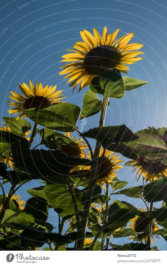 Sunny day Umwelt Natur Pflanze Himmel Wolkenloser Himmel Sommer Wetter Schönes Wetter Blatt Blüte Nutzpflanze Garten Park Feld Wärme gelb Sonnenblume