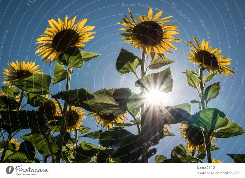 Let the sunshine... Umwelt Natur Pflanze Sommer Schönes Wetter Blume Blatt Blüte Nutzpflanze Garten Feld gigantisch groß Wärme gelb Sonnenblume Sonnenblumenfeld