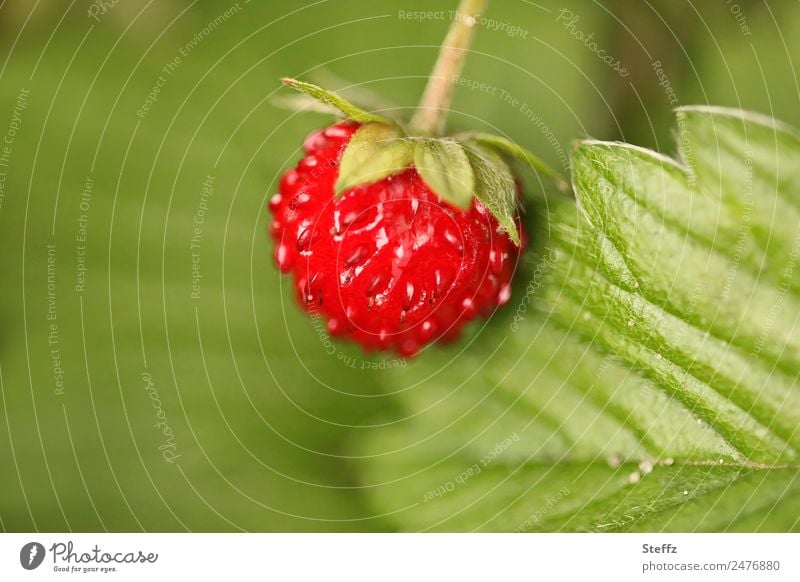 kleine rote Walderdbeere Wald-Erdbeere Waldfrucht Naschfrucht Wildpflanze Beere rote Beere Fragaria vesca Frucht Sammelnussfrüchte Nutzpflanze Farbtupfer