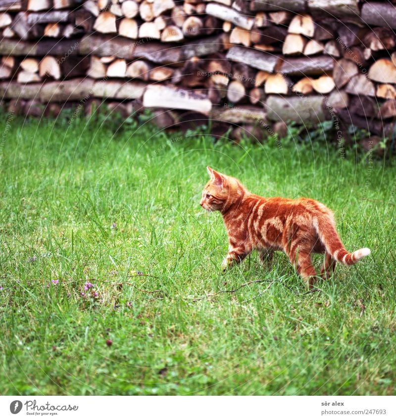 ...aaa wer ist dies? Garten Wiese Tier Haustier Katze Tiergesicht Fell Katzenbaby 1 frech klein Neugier niedlich schön grün Brennholz Holz gestreift orange