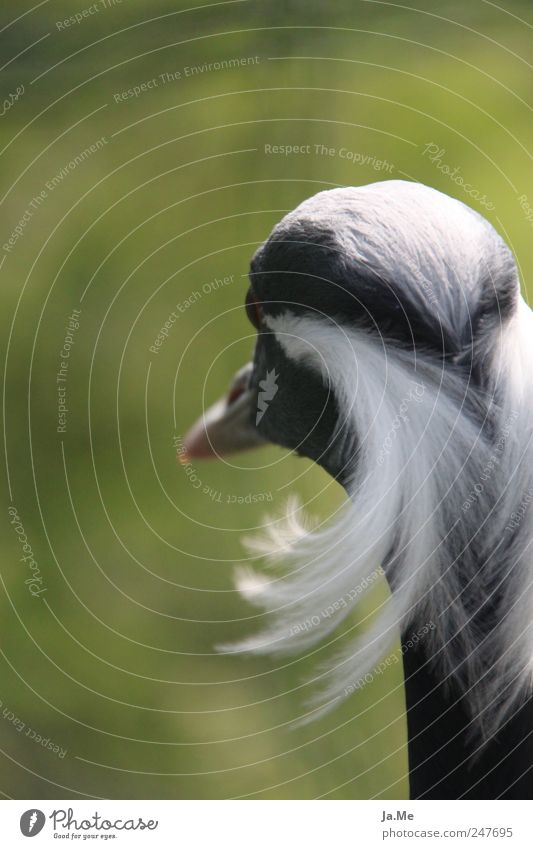 ...ich hab die Haare schön! Natur Tier Wildtier Vogel Tiergesicht Kranich Schreitvögel jungfernkranich Feder 1 grün eitel Vogelkopf Vor hellem Hintergrund