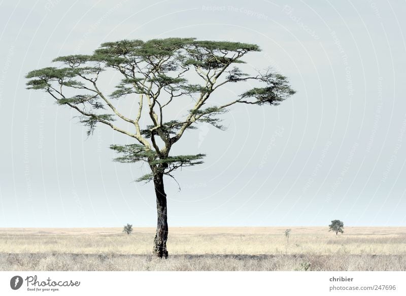 Letzter Schatten vor dem Nichts Ferien & Urlaub & Reisen Safari Umwelt Natur Landschaft Pflanze Himmel Wolkenloser Himmel Schönes Wetter Baum Schirmakazie