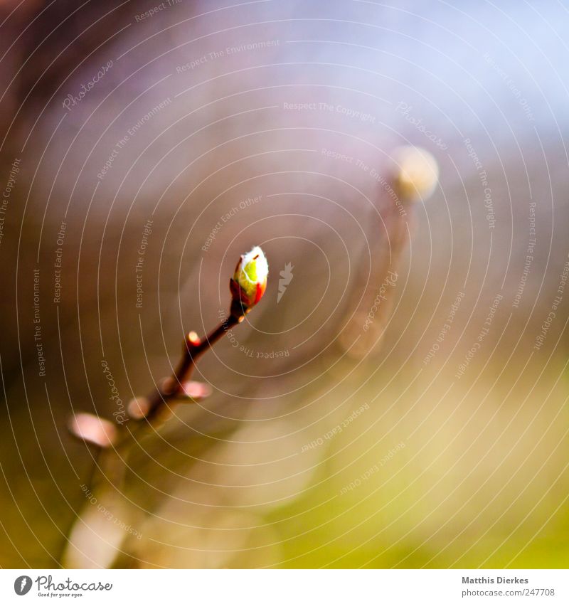 Frühling Umwelt Natur Pflanze schön Blütenknospen Blattknospe Wachstum Beginn Frühlingsfarbe braun rot orange gelb gelb-orange Ast Zweig Baum Sträucher Farbfoto