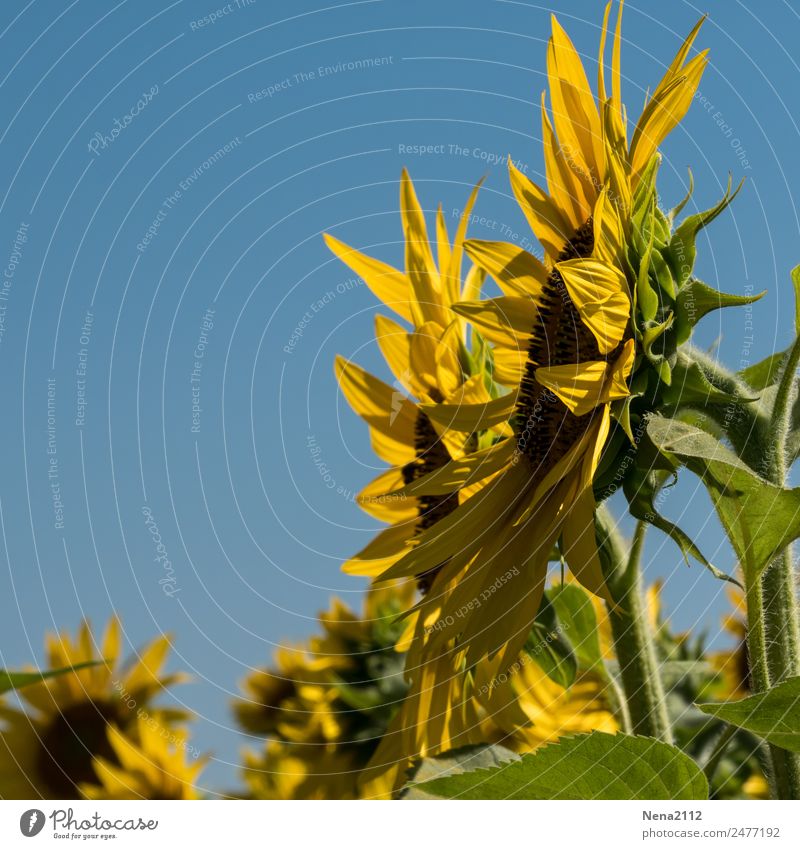 Sonnenliebe Natur Pflanze Himmel Sommer Herbst Blume Blatt Blüte Nutzpflanze Garten Feld Gesundheit trendy gelb Gefühle Stimmung Freude Glück Fröhlichkeit