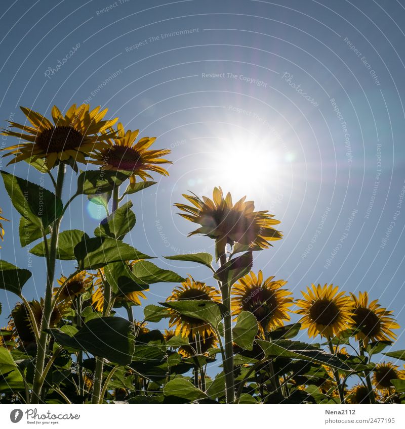 Let the sun shine... Umwelt Natur Pflanze Himmel Wolkenloser Himmel Wetter Schönes Wetter Blume Blatt Blüte Nutzpflanze Garten Feld groß gelb Sonnenblume