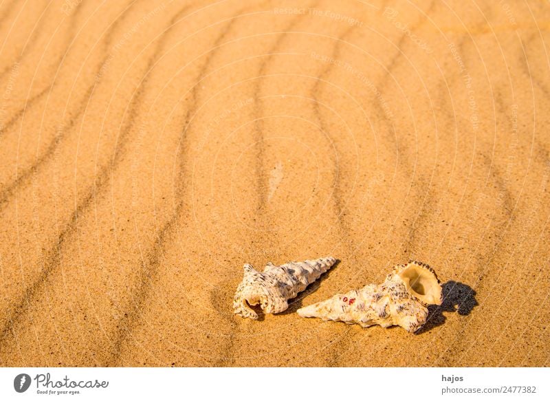 Meeresschnecken am Strand Freude Erholung Ferien & Urlaub & Reisen Sommer Natur gelb Wasserschnecken Gehäuse Sandstrand Karibisches Meer Linie leer Textfreiraum